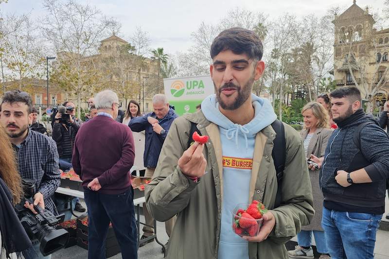 Un joven consume fresas de Huelva tras el reparto de UPA en Sevilla