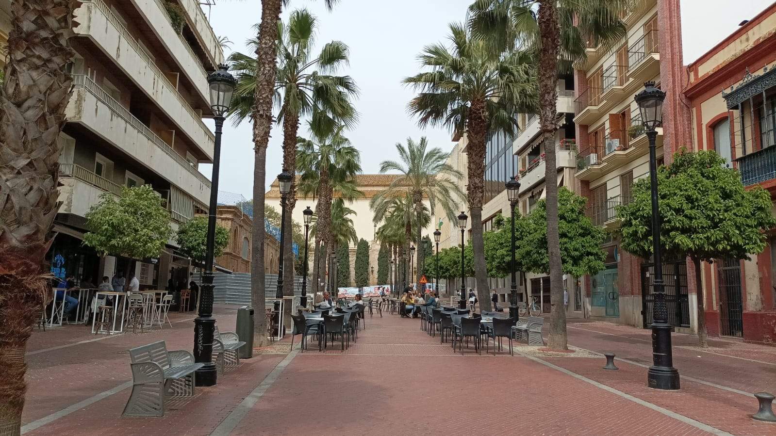 Las palmeras de Santa Fe también afectan visualmente al muro de San Pedro y no por ello las han talado