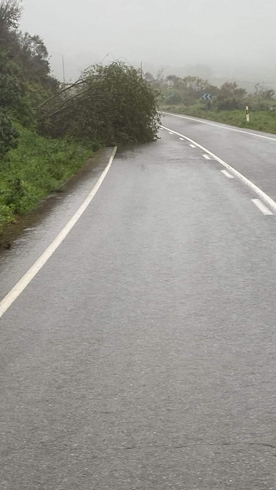 Un árbol caído corta la calzada en la Sierra