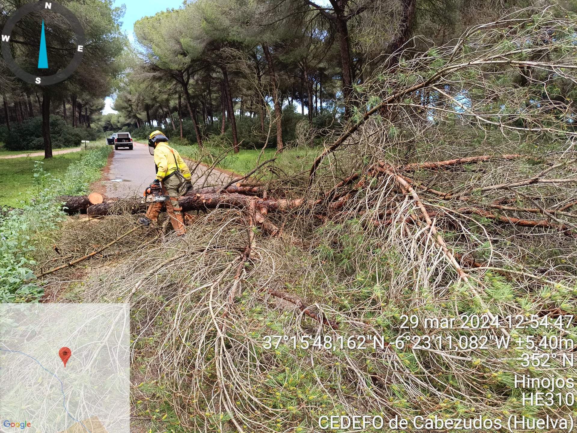 Quitando pinos enormes de la calzada