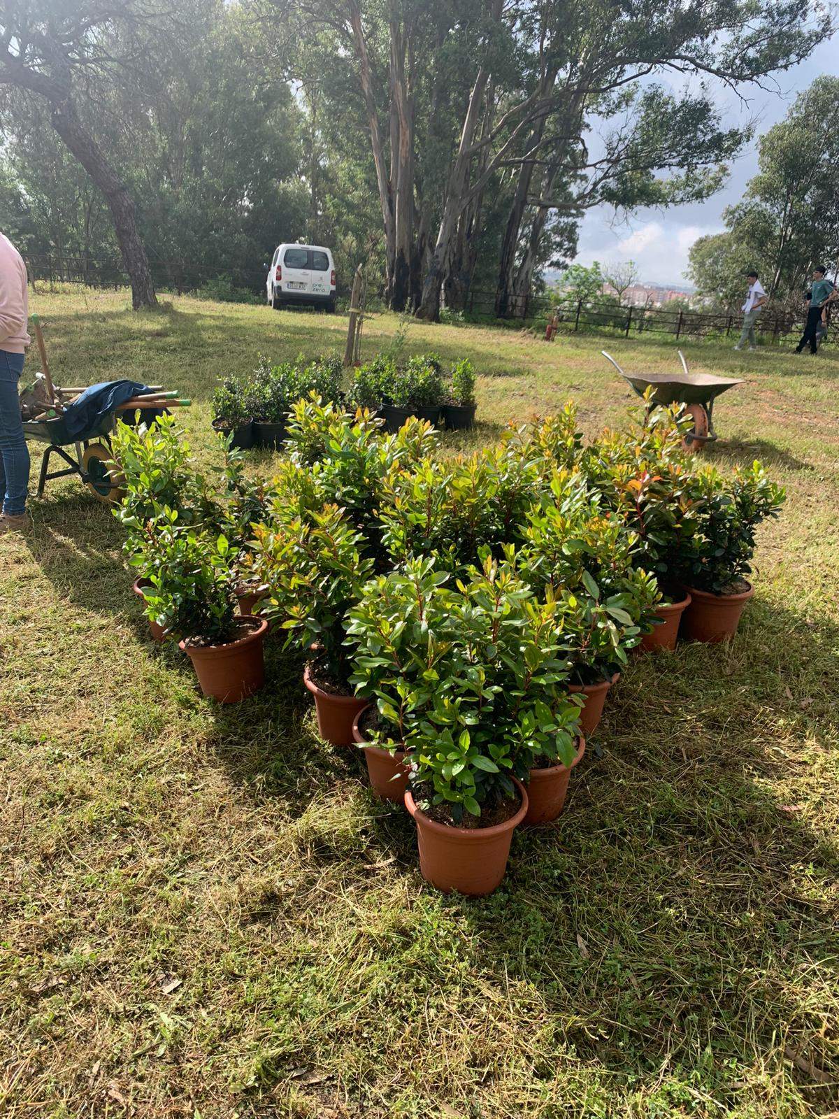 Macetas preparadas para la plantación