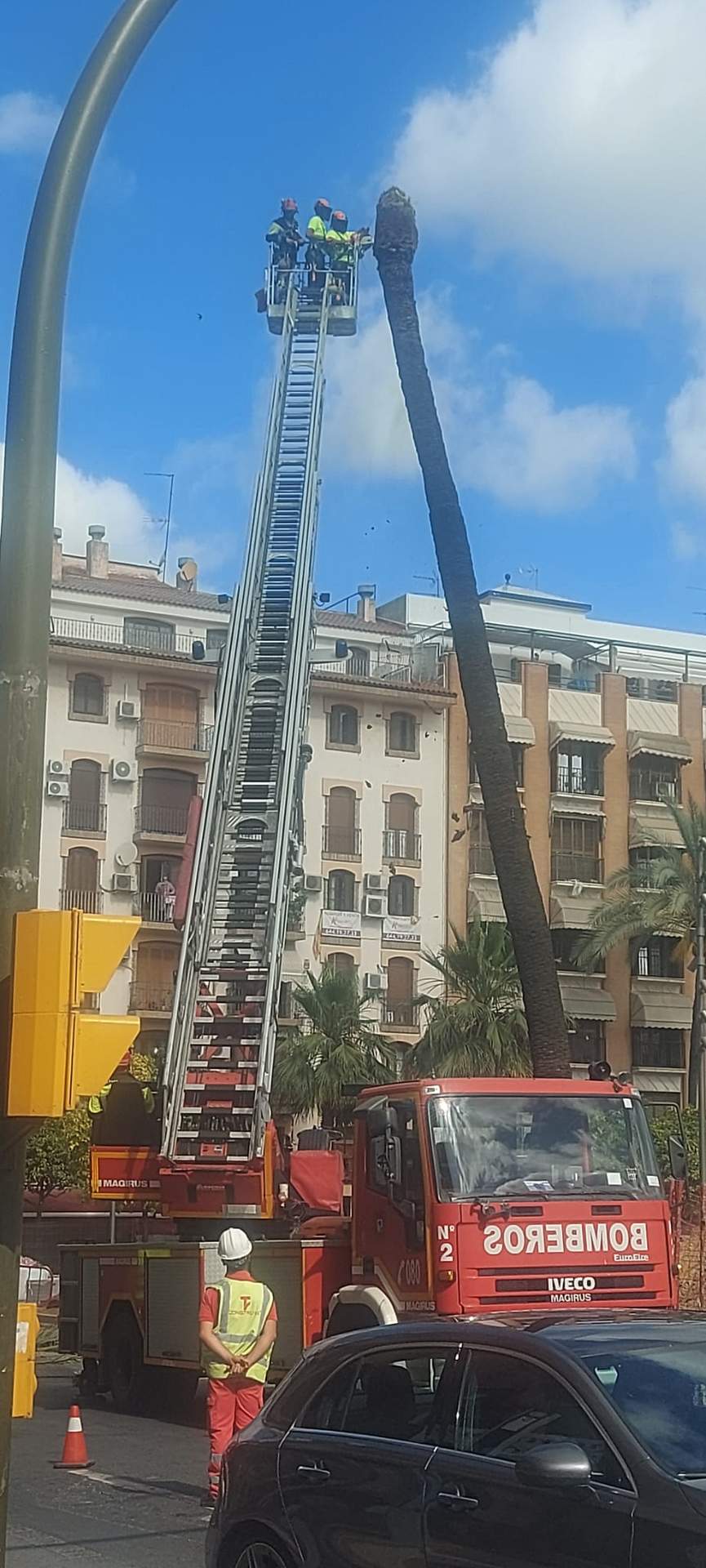 Operarios talando la copa de la palmera mercedaria