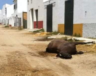 Equino muerto en la romería