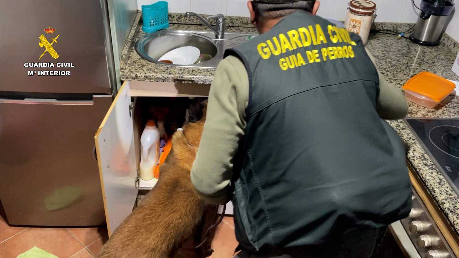 Uno de los perros busca droga en la cocina