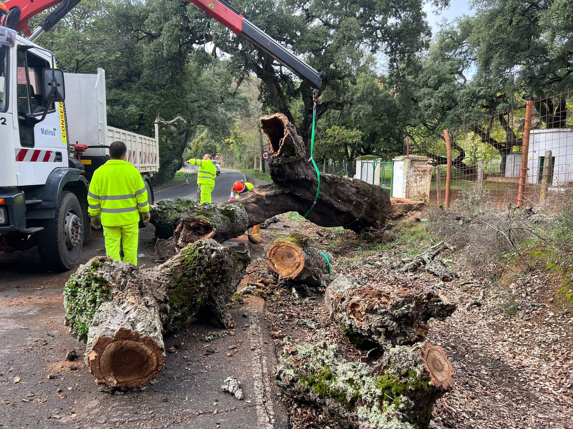 Operarios abriendo paso tras la caída de un árbol de gran porte