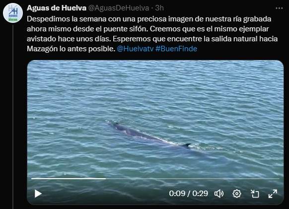 Captura de pantalla con la imagen del cetáceo