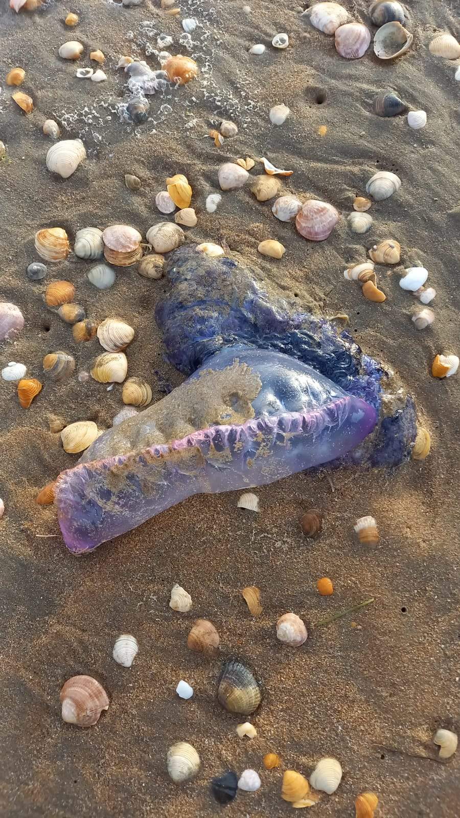 Otro ejemplar detectado en la playa de Punta este viernes