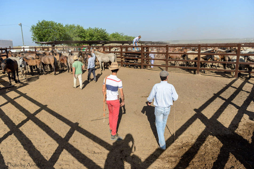 Los equinos en el recinto ganadero de Almonte