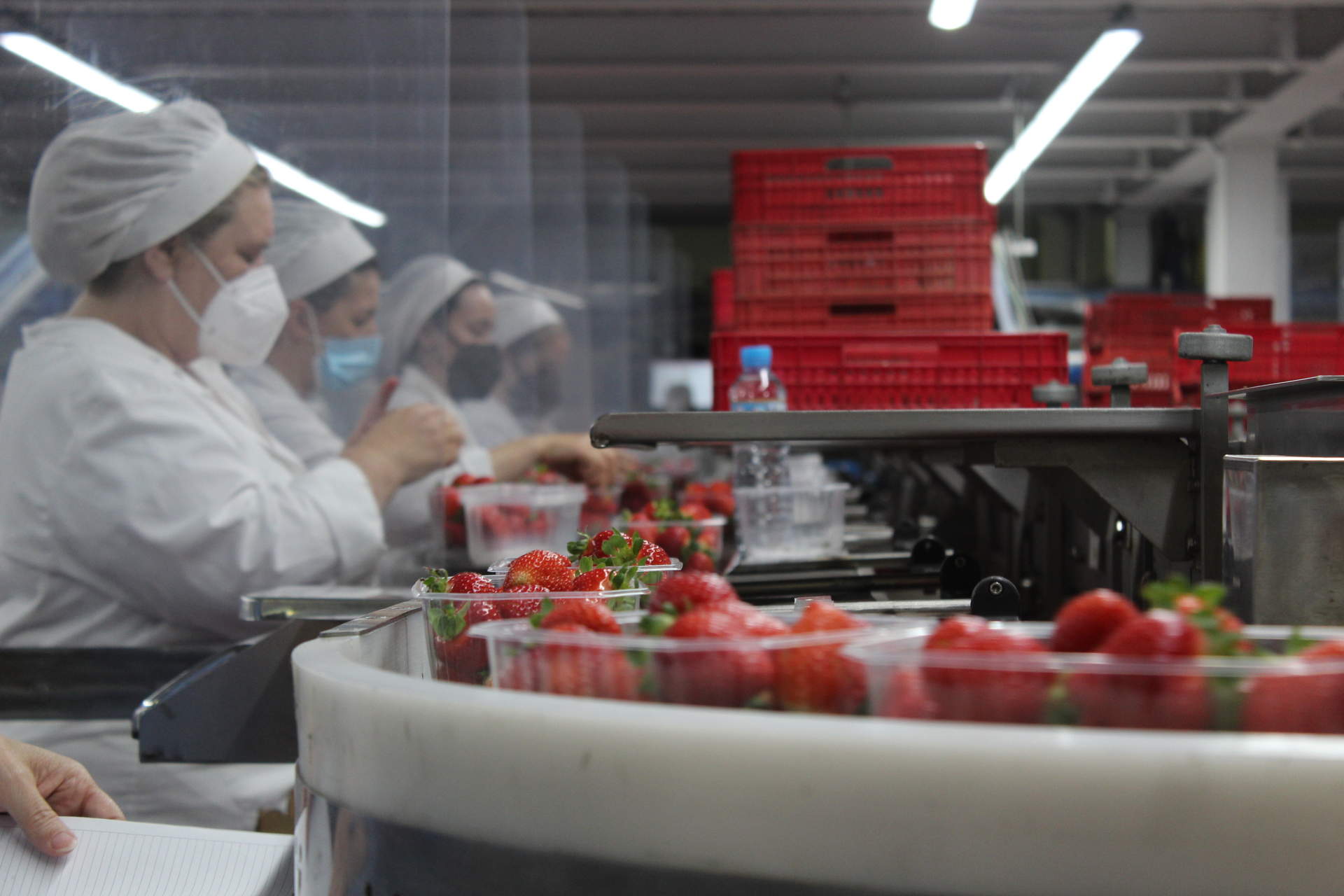 Cooperativa de fresas