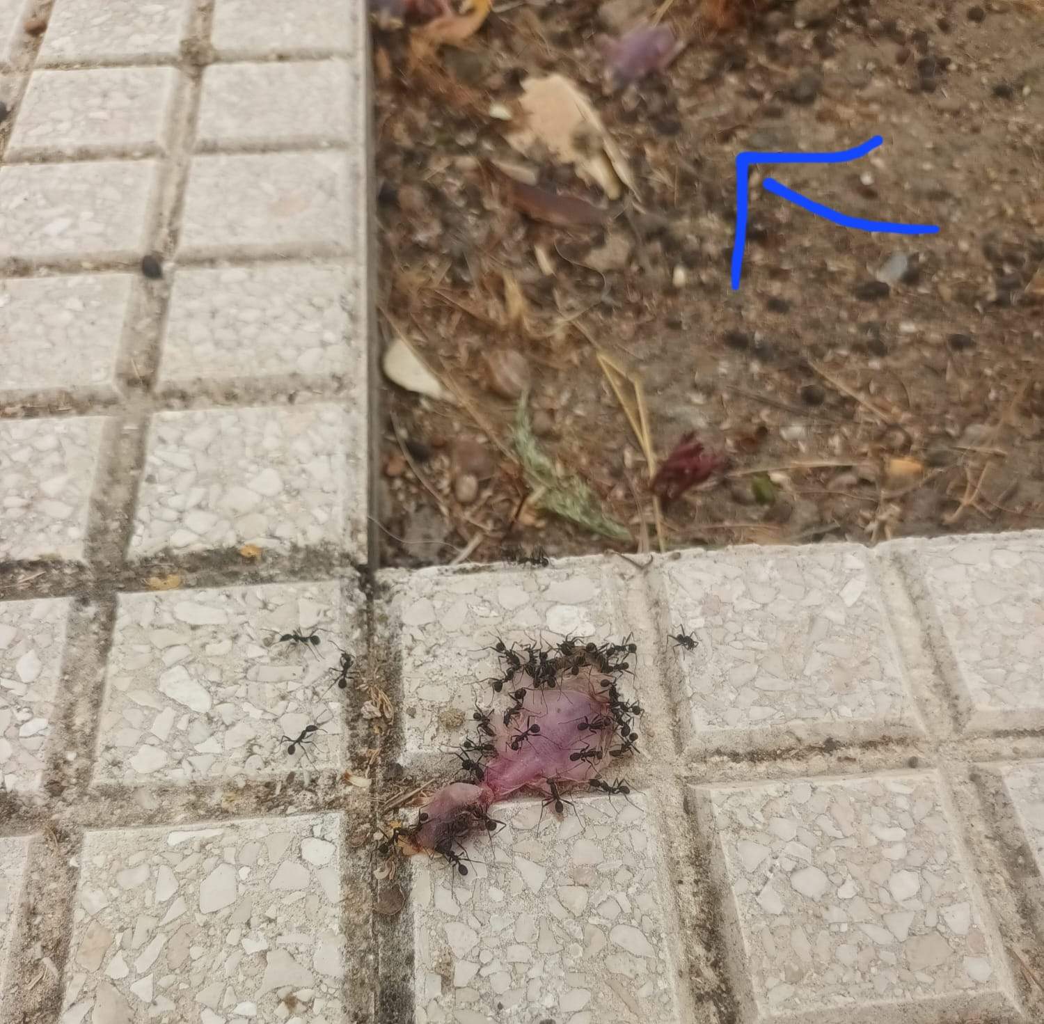 Pollo devorado por las hormigas