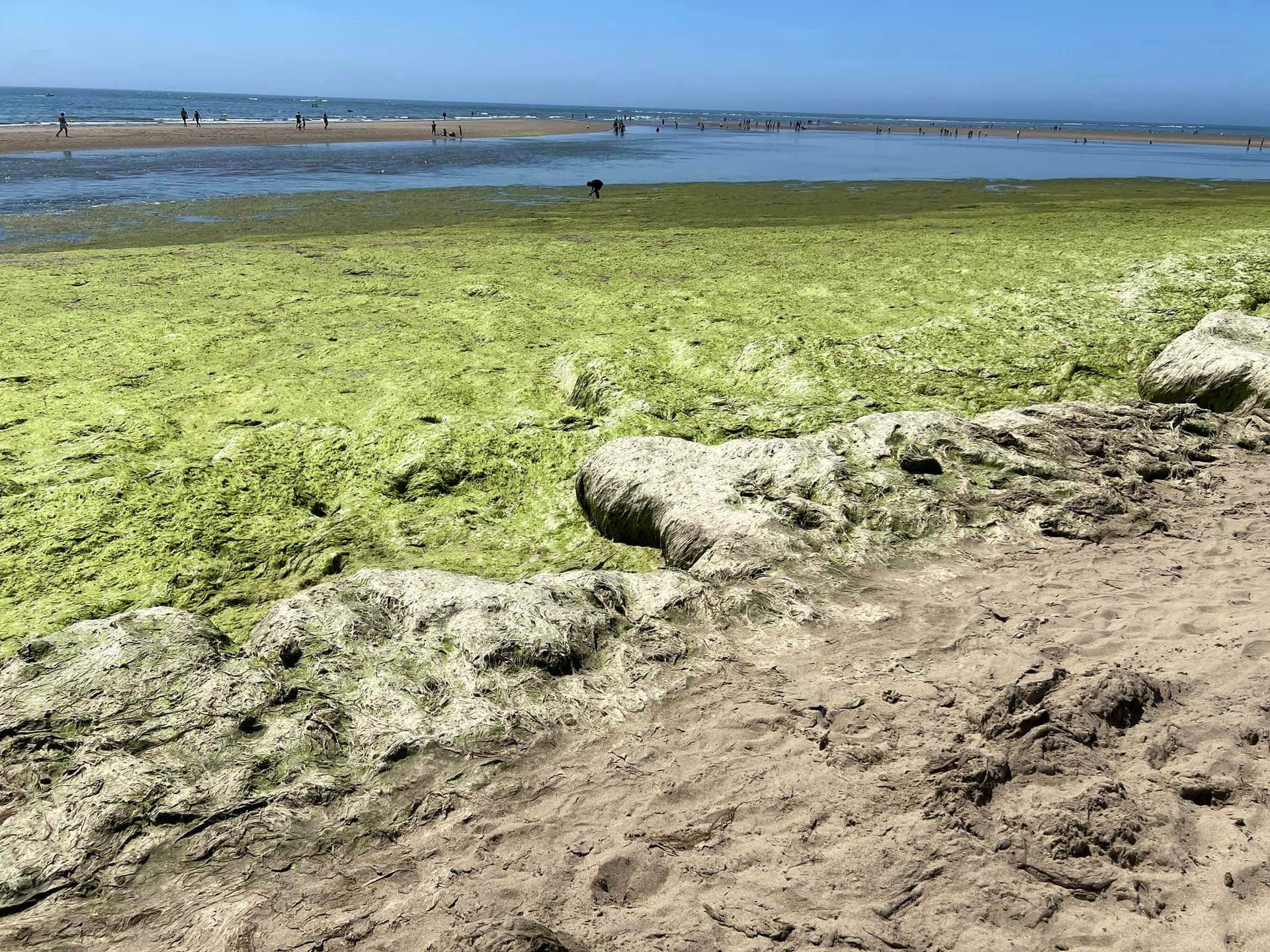 Pradera de algas en Ayamonte