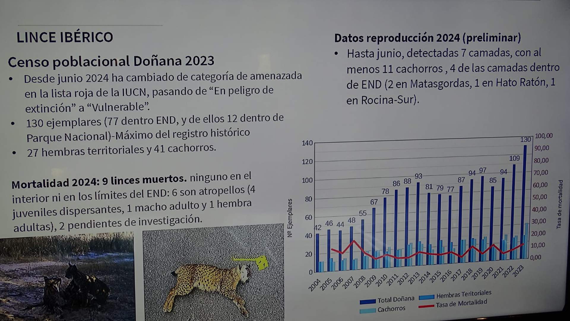 Estadística de linces