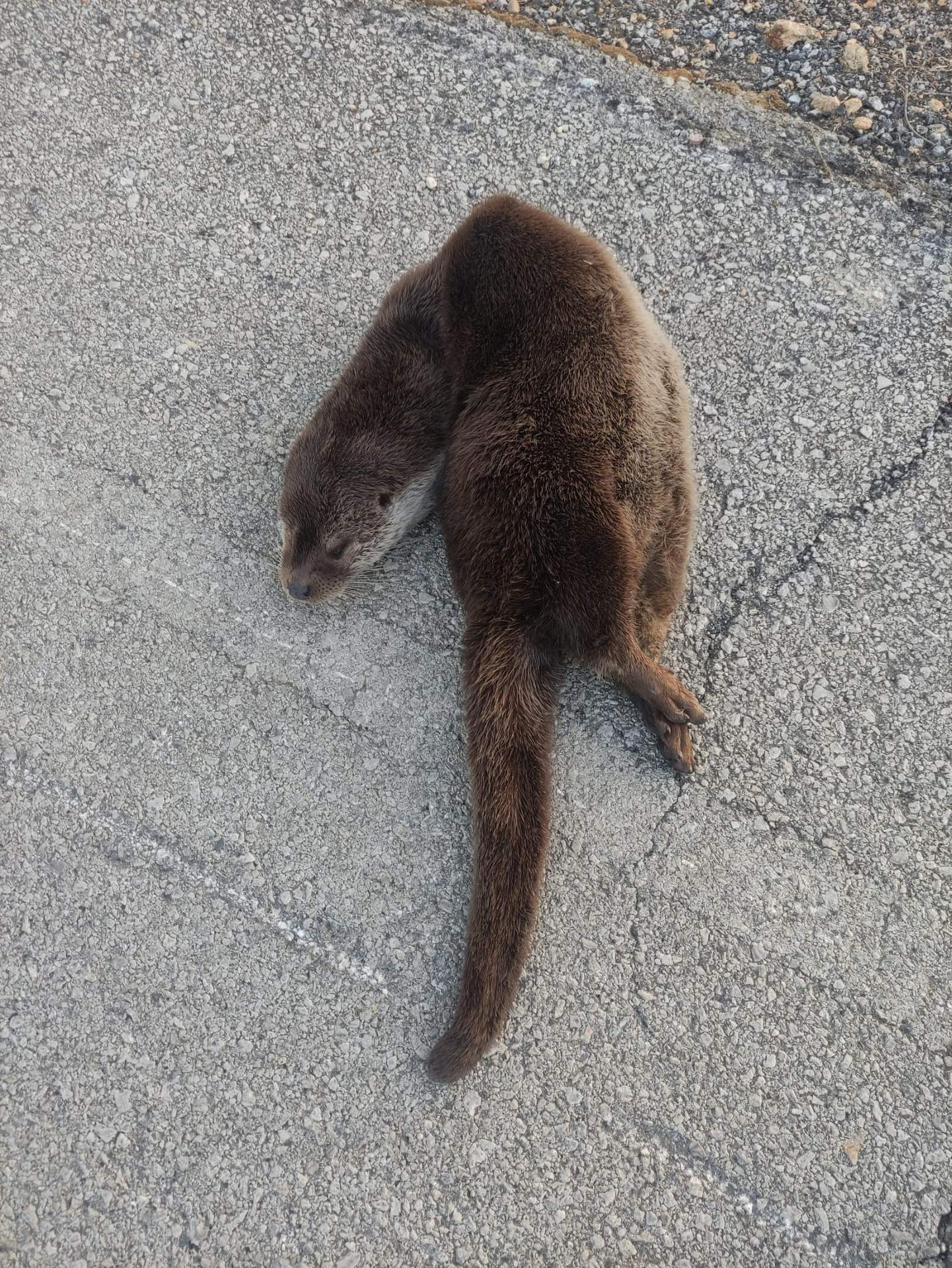 Una nutria en la A-483