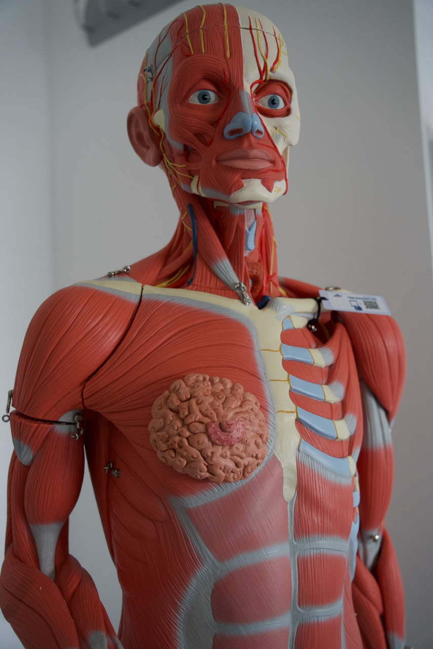 Uno de los dummy utilizados en la formación médica