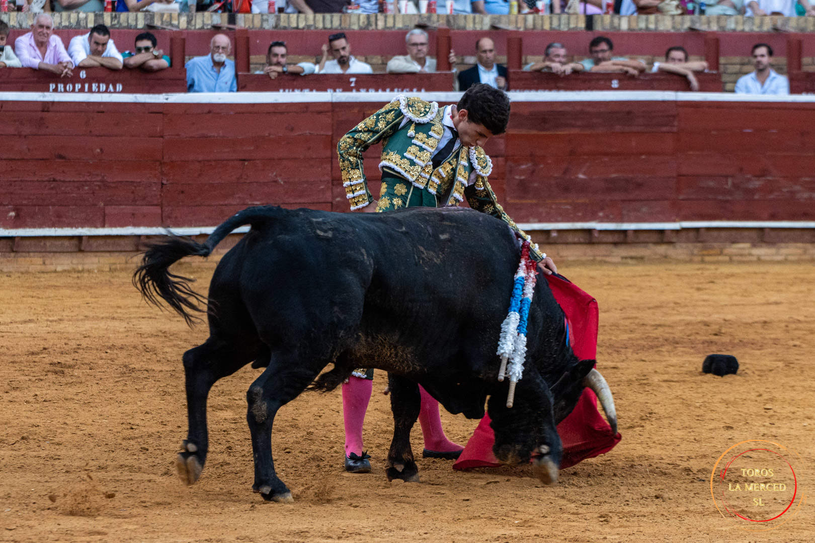 Toro en la lidia