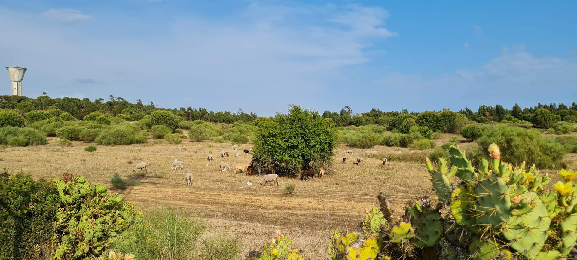 El Rompido Este, zona natural con varias medidas de protección