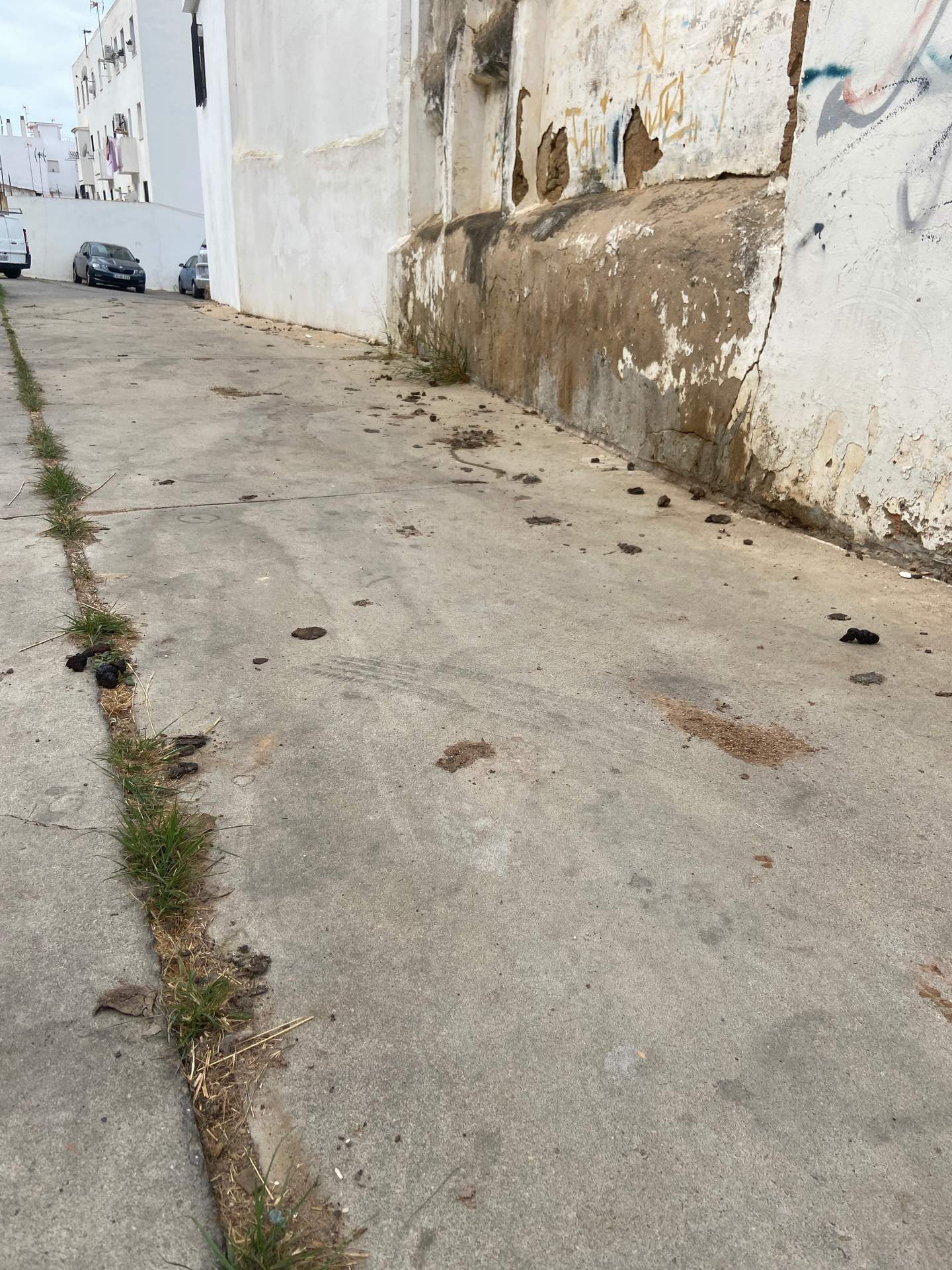 Calle convertida en un cagadero de perros