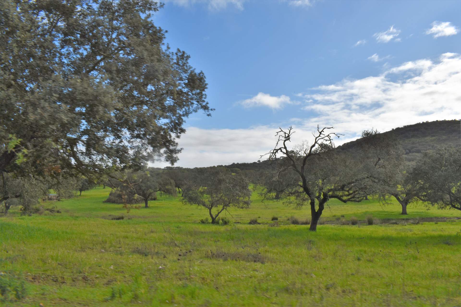 Zona de dehesa (El Cura)