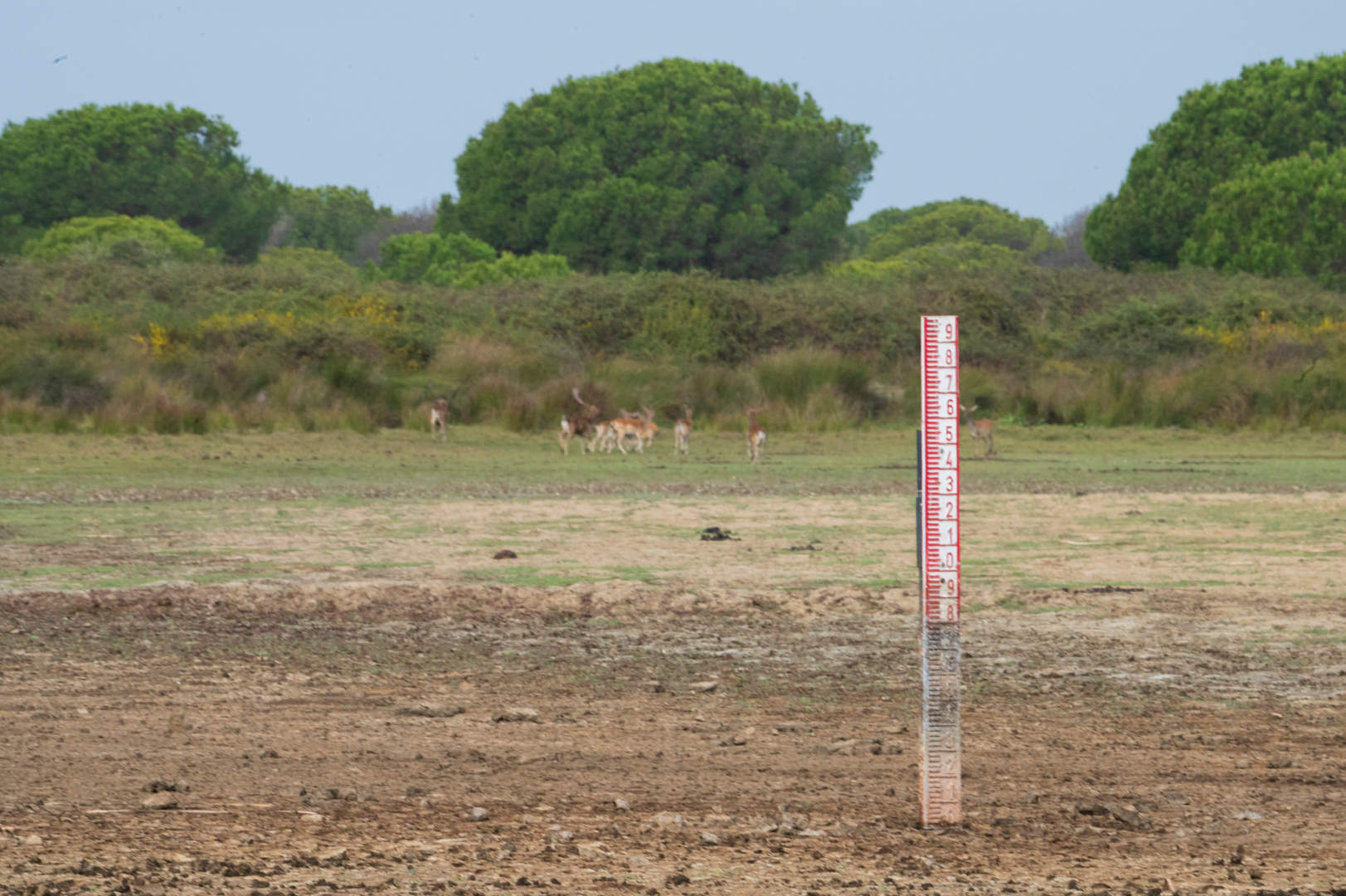 Laguna de la Dulce el pasado lunes 7 de octubre // Alejandro Muñoz, Estación Biológica de Doñana - CSIC