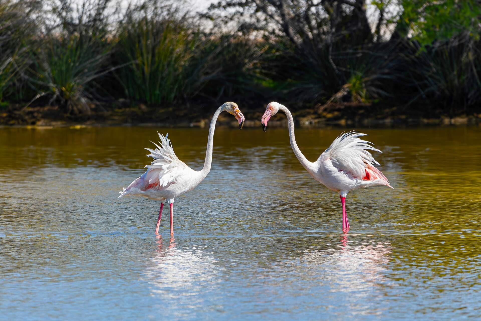 Flamencos en Marismas del Odiel