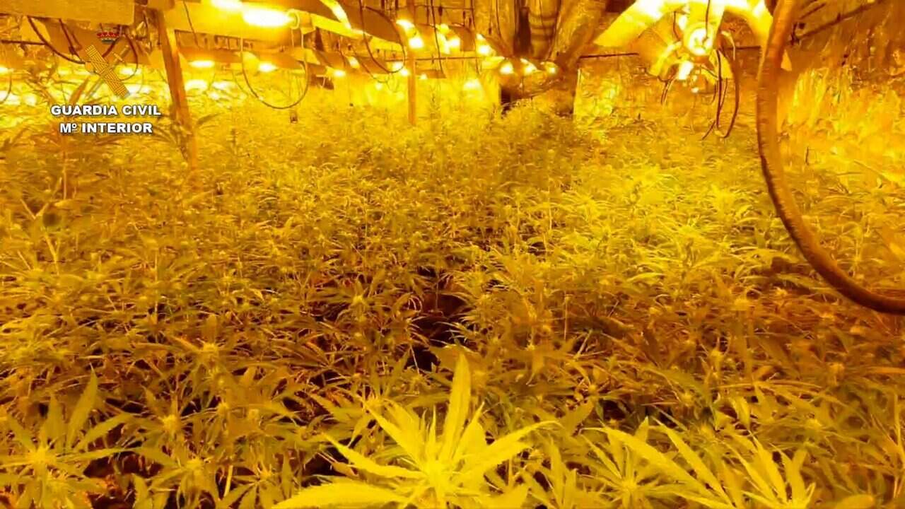 Un salón repleto de macetas de marihuana