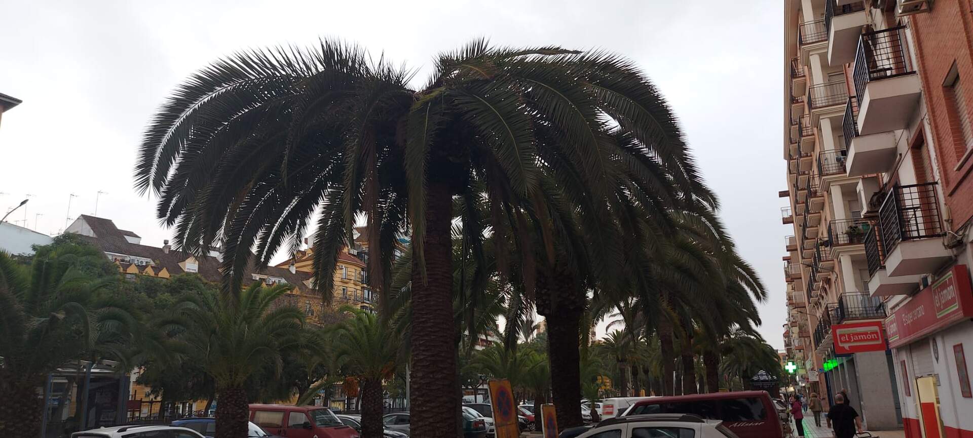 Imagen del colapso de la copa de la palmera