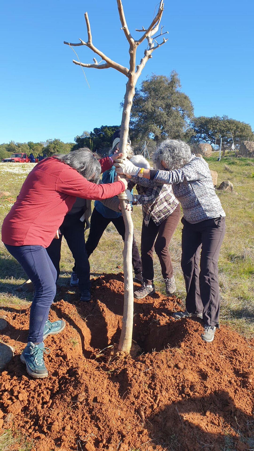 Plantación colectiva