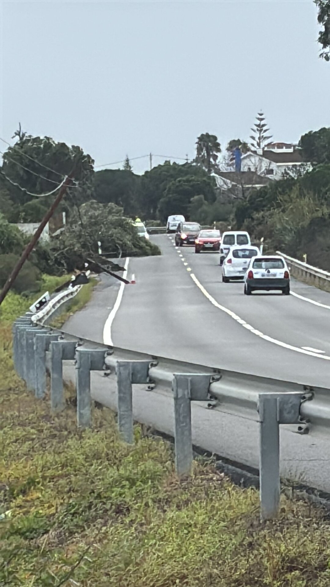 Carretera N-431 llena de árboles caídos