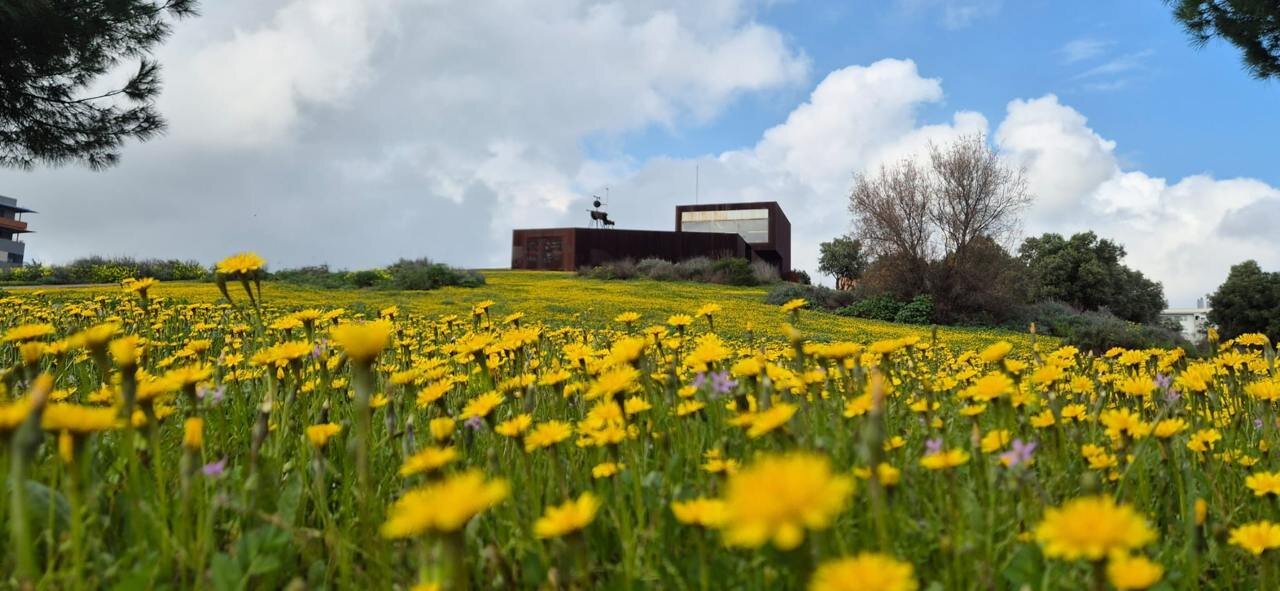 La Almagra, entre girasoles junto al Campus de la UHU