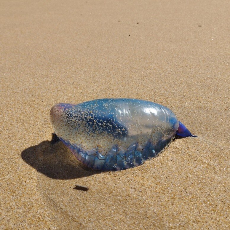 Esta peligrosa medusa es muy atractiva y pueden llamar la atención de los niños. Foto: Federico Soubrier.