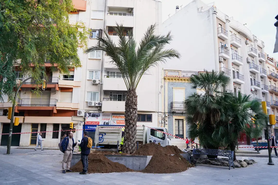 Nueva palmera plantada hace meses