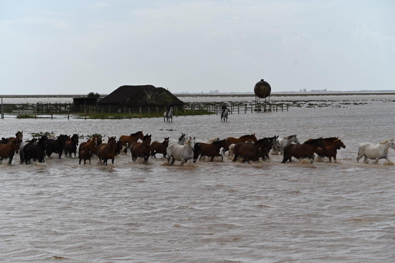 Yeguas en la marisma inundada