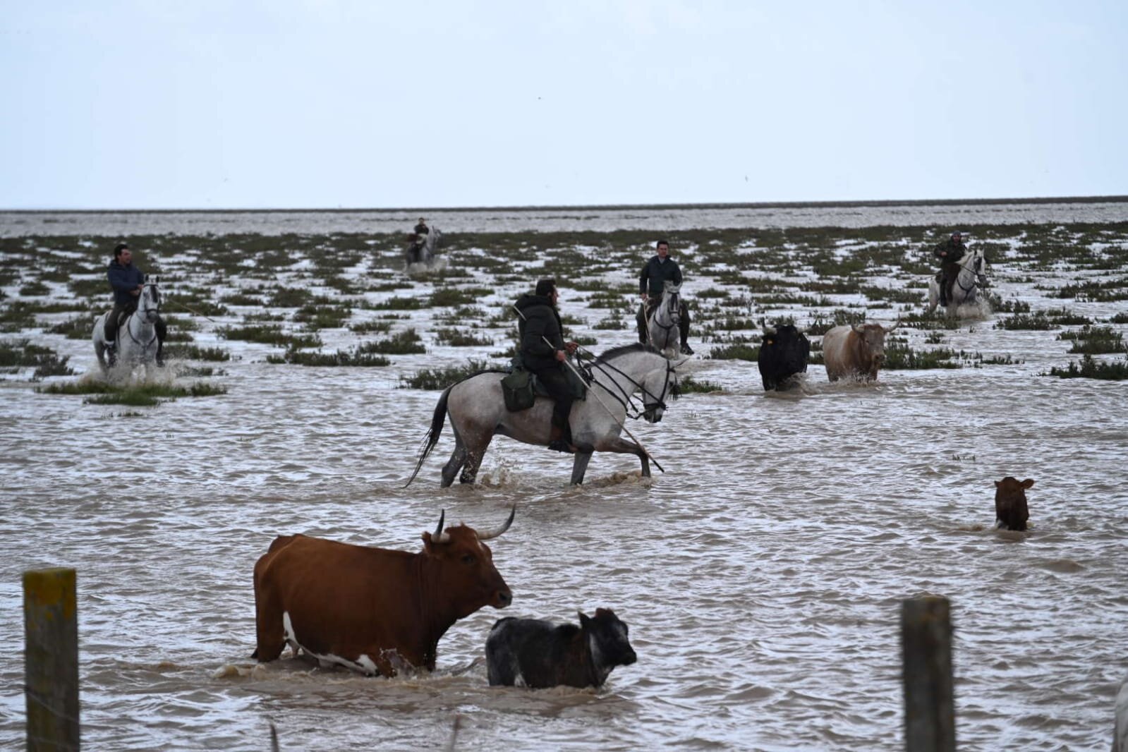 Vacas marismeñas saliendo desde la Marisma de Hinojos