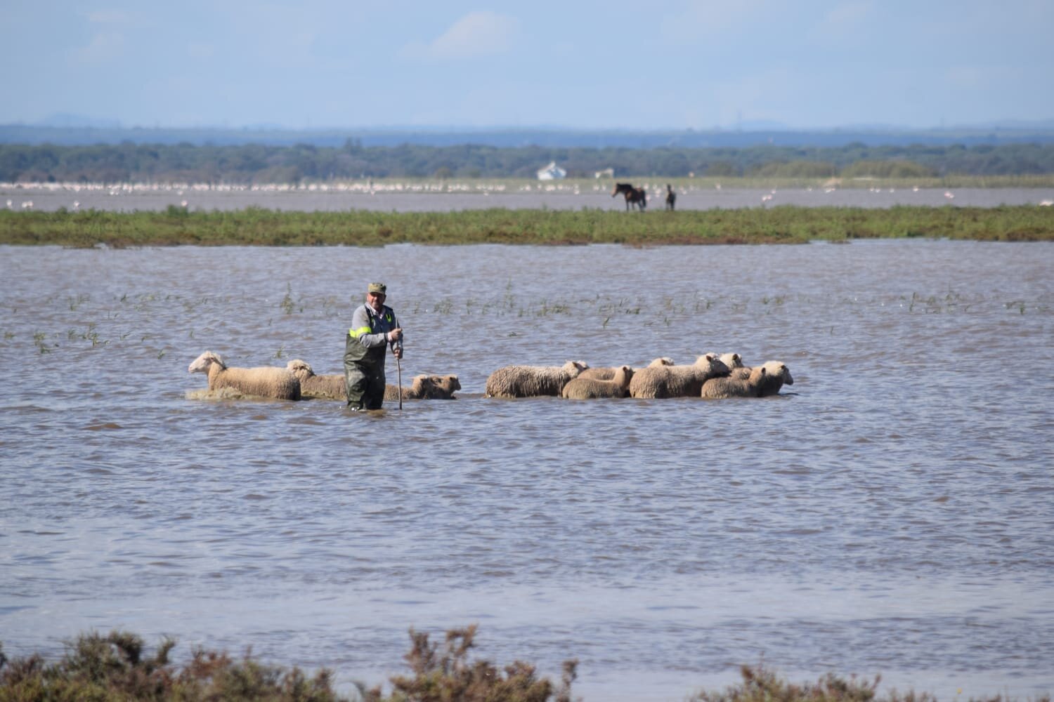 Ganado siendo rescatado de las marismas de Hinojos (Foto: Ayuntamiento de Hinojos)