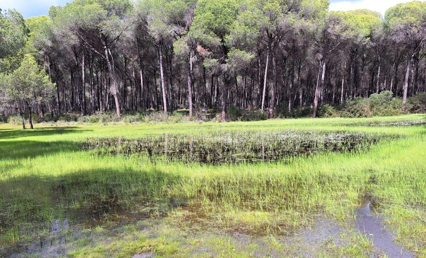 Laguna temporal