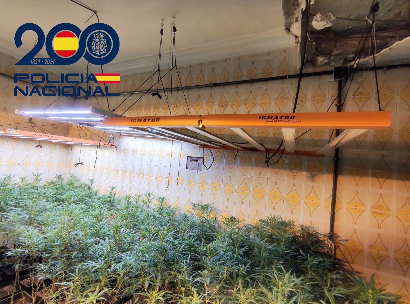 Desmanteladas tres plantaciones de marihuana en Huelva con cinco detenidos