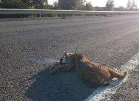 Atropellan a un lince en la carretera entre El Rocío y Matalascañas