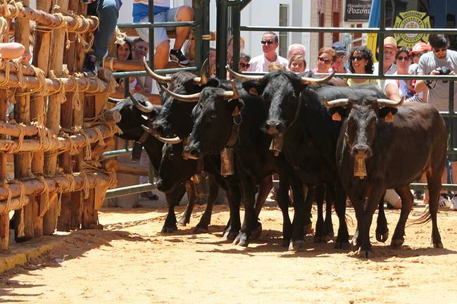 Sueltas de vaquillas y ‘Día del Sanjuanill@’ en la víspera del día grande de las fiestas de San Juan
