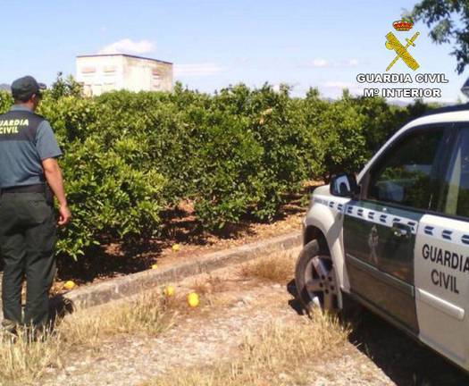 Un nuevo robo de cobre en el campo afecta a un millar de hectáreas de naranjas