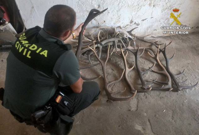 Detenido por sustraer cráneos de ciervos en Encinasola y Cumbres de San Bartolomé