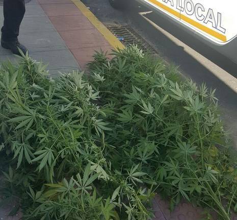 Reclama que le devuelvan 11 plantas de marihuana para autoconsumo tras ganar un juicio