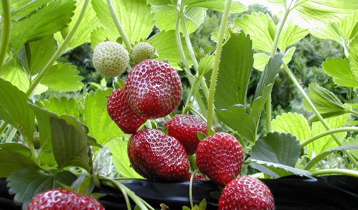 Las variedades autóctonas de fresas ganan terreno a las foráneas, según un informe del Ifapa