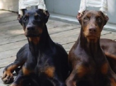 El Congreso aprueba un ‘no’ aplastante a las amputaciones de orejas y rabos a perros