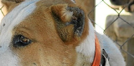 El primer juicio de la trama ‘Ears’ se salda con 6 meses de cárcel por mutilar 10 perros