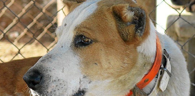 Una de las mayores causas de maltrato animal en Huelva podría quedar impune