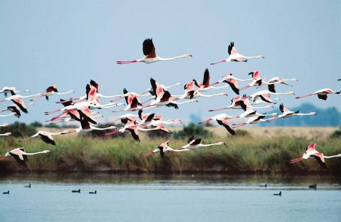 La ONU elige la reserva de Marismas del Odiel para un proyecto internacional