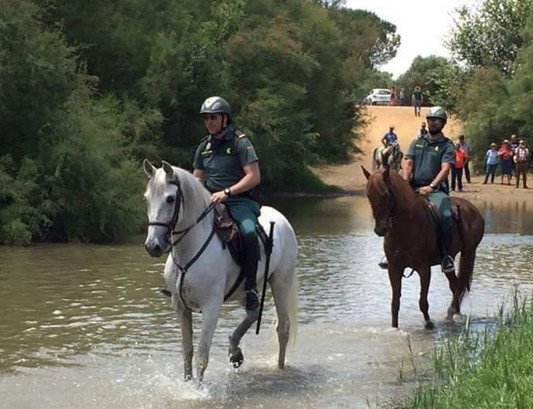 El Rocío se cobra ya 37 hospitalizados y la muerte de 9 caballos