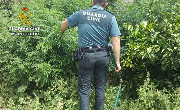 Detenido un vecino de Paterna que cultivó plantas de marihuana de dos metros de altura