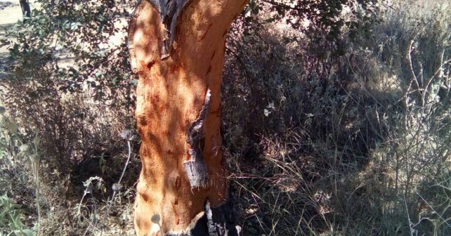 Exigen “medidas urgentes” ante el robo masivo de corcho en la Sierra de Huelva