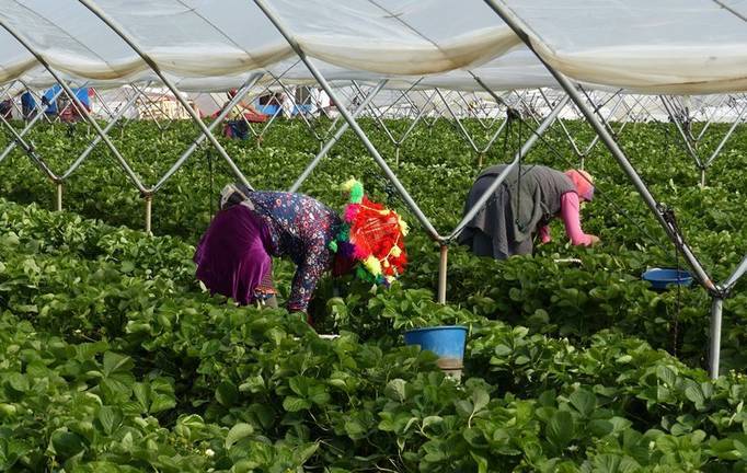 El Gobierno da vía libre a la contratación de 17.000 temporeros de Marruecos para frutos rojos